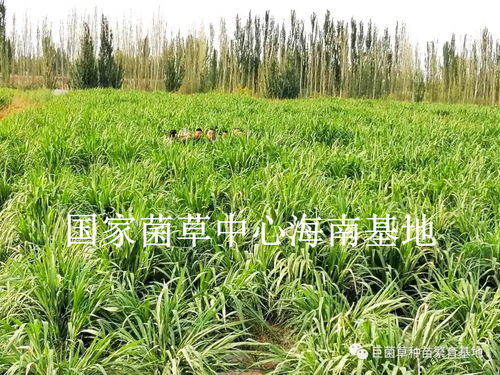 新疆巨菌草 畜牧饲料的“绿色革命”与荒漠修复的“生态卫士”